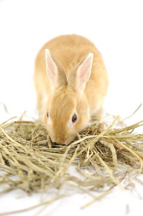 Rabbit. Baby rabbit eating timothy hay , #SPONSORED, #rabbit, #Baby, #Rabbit, #hay, #timothy #ad Rabbit Hay, Small Animal Food, Bunny Images, Animal Food, Rabbit Eating, Baby Rabbit, More Protein, Rabbit Food, Rabbit Baby