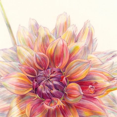 ASBA on Instagram: "The 27th Annual International is now on view at the Society of Illustrators! This is Dahlia 'Sonic Bloom', watercolor on vellum ©Jean Emmons. Her story can be found here: https://asba-art.clubexpress.com/content.aspx?page_id=22&club_id=92618&module_id=683320

#botanicalart" Dahlia Watercolor, Dahlias Watercolor, Dahlia Painting Watercolors, Embroidered Dahlia Flower, Dahlias Botanical Illustration, Sonic Bloom, Watercolor Inspiration, Ink Drawing, Botanical Art