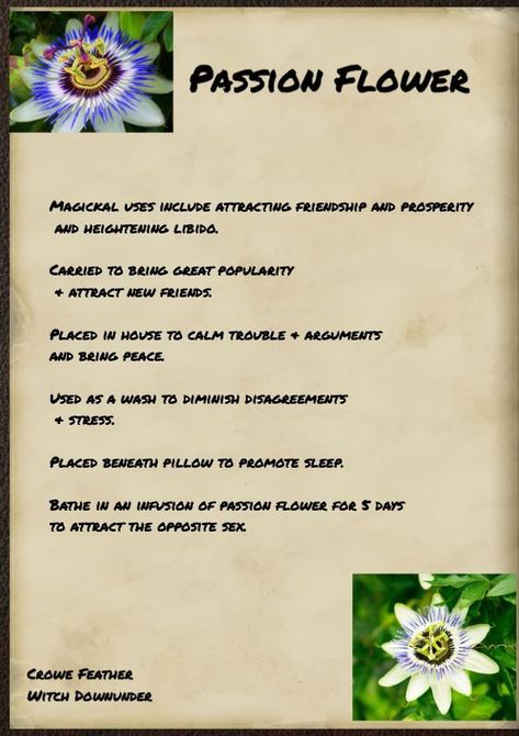 Magical properties Passion Flower Magical Properties, Passion Flower Benefits, Herb Meanings, Wicca Herbs, Magic Plants, Magick Herbs, Spell Ingredients, Passion Flower Tea, Pagan Spells