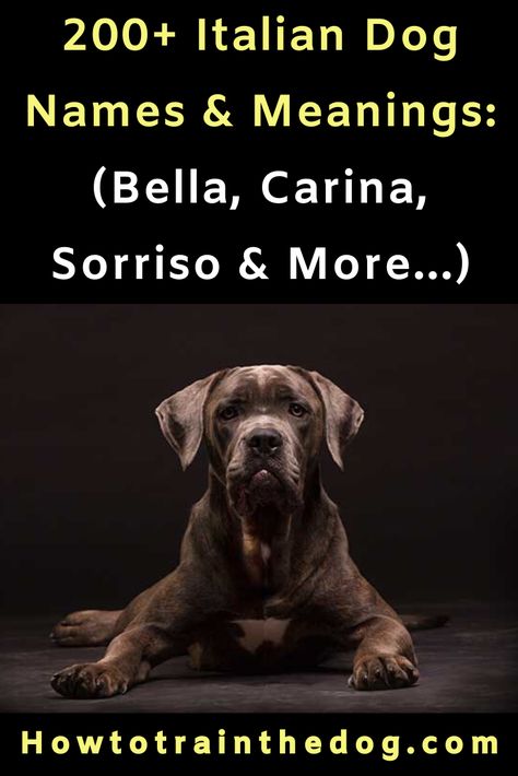 200+ Italian Dog Names & Meanings (Bella, Carina, Sorriso & More...)  #DogNames #PuppyNames #DogLovers Male Dog Names Unique With Meaning, Female Dog Names With Meaning, Female Puppy Names Unique, Italian Dog Names, Male Dog Names Unique, Strong Dog Names, Puppy Names Unique, Girl Dog Names Unique, Black Dog Names