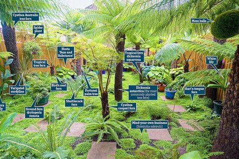 Small Urban Garden Design, Tropical Garden Plants, Garden Ideas Uk, Small Tropical Gardens, Small Urban Garden, Urban Garden Design, Ferns Garden, Tropical Garden Design, Jungle Gardens