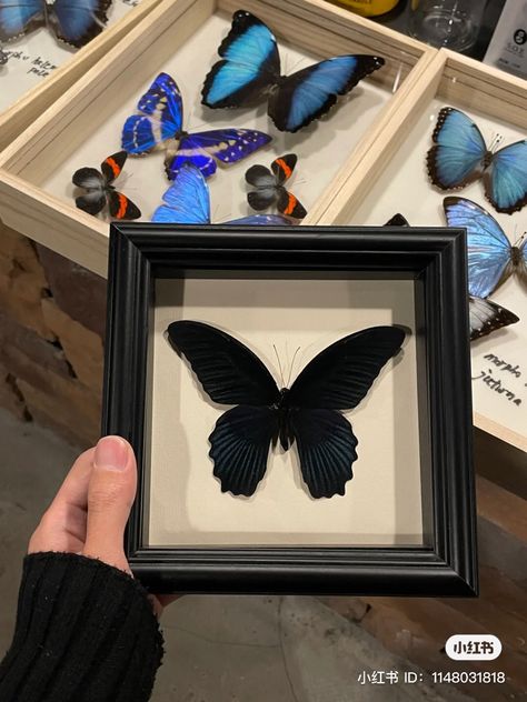 Butterfly Specimen Display, Entomology Decor, Gothic Butterfly, Framed Butterfly, Botanical Sketchbook, Butterfly Taxidermy, Beautiful Butterfly Photography, Diy Room Decor For Teens, Butterfly Collection