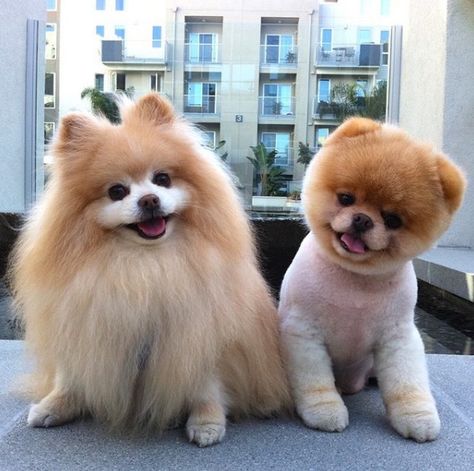 ... Boo The Cutest Dog, Pomeranian Grooming, World Cutest Dog, Bear Puppy, Boo The Dog, Beautiful Puppies, Cute Pomeranian, Cutest Dog Ever, 강아지 그림