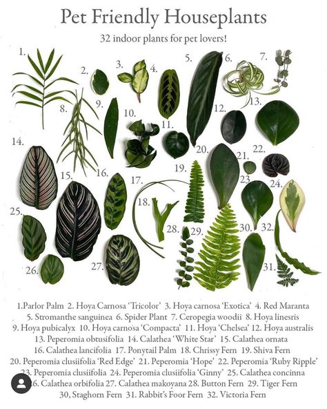 Planterina on Instagram: “Here’s a simple cheat sheet I created to help you identify houseplants that are non-toxic to dogs and cats. I hope it’s helpful!... 🌿...…” Pet Toxic House Plants, Non Toxic House Plants Dogs, Plants Non Toxic To Cats, Non Toxic House Plants Cat, Beginner Plants Indoor, Non Toxic House Plants, Cat Friendly House Plants, Plants And Their Names, House Plant Guide