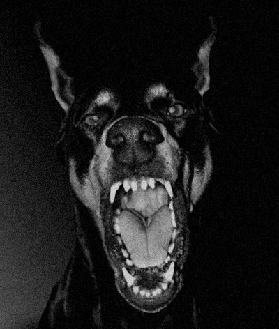 Doberman, Black And White, White, Black