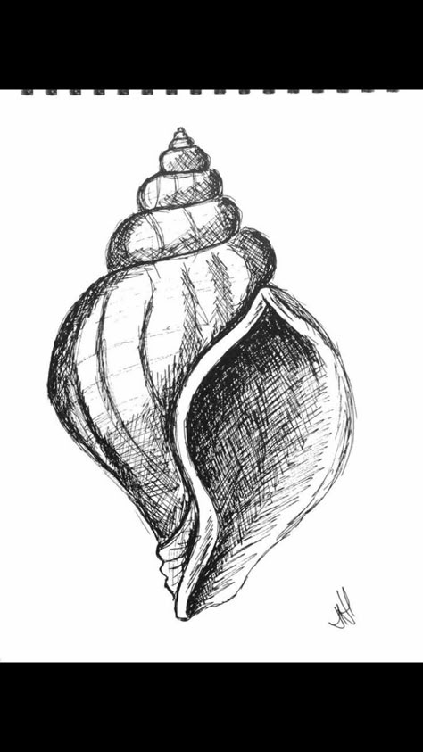 Seashell Sketch Drawing, Drawings Sea Creatures Art, Shellfish Drawing, Sea Shell Sketch, Drawing Seashells, Clam Drawing, Seashells Drawing, Sea Shell Drawing, Shells Drawing