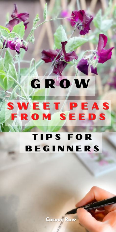 Grow Sweet Peas, Growing Sweet Peas, Sweet Pea Plant, Drought Tolerant Perennials, Sweet Pea Seeds, Sweet Pea Flowers, Flower Fragrance, Flower Colors, Pea Flower