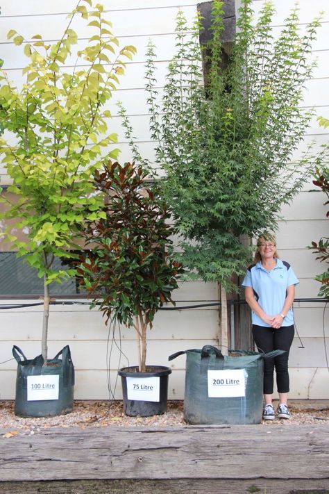 These trees have reached the maximum size for their containers Potted Trees Patio, Trees In Pots, Growing Trees, Patio Trees, Backyard Trees, Tree Planters, Balkon Design, Potted Plants Outdoor, Outdoor Trees