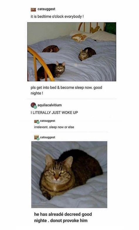 Cat Tumblr, Writing Routine, Funny Animal Jokes, Cat Boarding, Izu, Animal Jokes, Silly Cats, Animal Memes, Cute Funny Animals