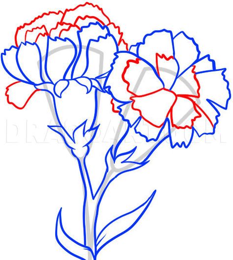 How To Draw Carnations, Step by Step, Drawing Guide, by Dawn | dragoart.com Flower Drawing Tutorial Step By Step, Carnation Drawing, How To Draw Flowers, Flowers Mandala, Draw Flowers, Flower Drawing Tutorials, Flower Drawings, Watercolor Paintings For Beginners, Carnation Flower