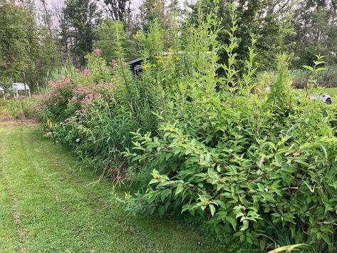 "Bonus: Pollinators and birds galore!” Homeowner shares image of the hilarious way they made their yard more private: ‘I needed a way to block my ugly neighbors’ first appeared on The Cool Down. Hummingbird Moth, Swamp Milkweed, Living Fence, Building A Fence, Fenced In Yard, Landscape Ideas, Native Plants, New Things, The View