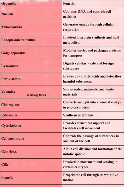 cellular organelles and their function Cell Physiology Notes, Cell Function And Structure, Cell Membrane Notes, Organelles Notes, Cell Organelles Notes, Cell Organelles Functions, Cell Structure And Function Notes, Organelles And Their Functions, Cell Parts And Functions