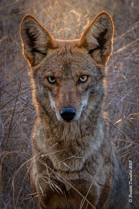 Coyote Reference, Coyote Aesthetic, Escondido California, Eucalyptus Trees, Canine Art, American Southwest, Wild Dogs, Home Pictures, A Stand