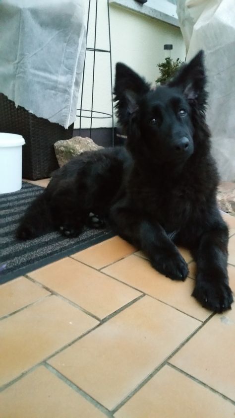 Pure Black German Shepherd, Long Haired Black German Shepherd, All Black Dog, Scary Dogs, Black German Shepherd, Really Cute Dogs, Baby Puppies, Cute Dogs And Puppies, Cute Animal Photos