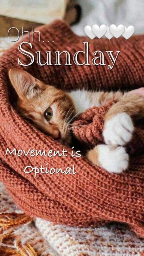 Good Morning Cat, Good Morning Sunday Images, Good Sunday Morning, Sunday Blessings, Happy Day Quotes, Good Morning My Friend, Morning Cat, Happy Weekend Quotes, Weekend Quotes