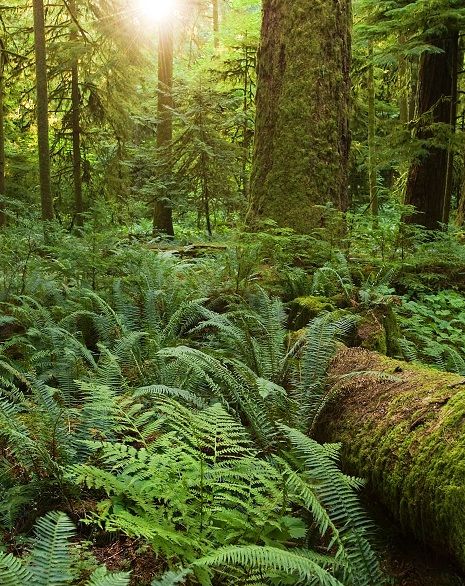 Pacific Northwest Native Plant Database Pnw Plants, Pacific Northwest Forest, Pacific Northwest Garden, Lady Fern, Pnw Style, Northwest Garden, Fern Forest, Pacific Northwest Travel, Pacific Northwest Art