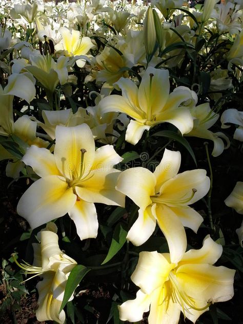 Lilly Aesthetic Flower, Yellow Lilies Aesthetic, Yellow Lily Bouquet, Insect Character, Yellow Lily Flower, Yellow Flower Bouquet, Light Yellow Flowers, Lilly Garden, Lily Aesthetic