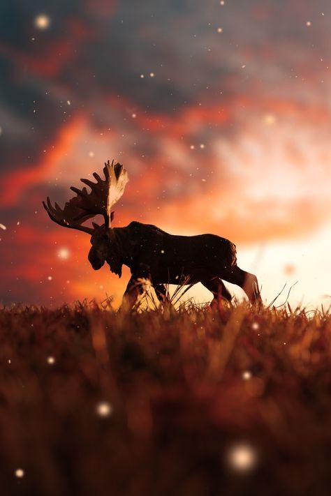 A moose walking across a grass covered field photo – Free Christmas Image on Unsplash Moose Pictures, Christmas Image, Wallpapers For Iphone, Animal Wildlife, Animals Images, Christmas Images, Lights Background, Pictures Images, Free Christmas