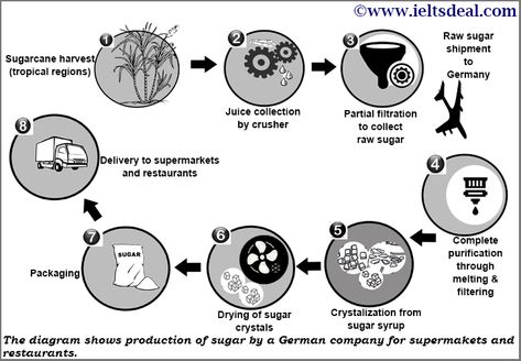 IELTS Academic Writing Task 1: Process diagram on sugar production; with candidate's answer review and a model answer | IELTS Deal Fish Life Cycle, Ielts Academic Writing, Ielts Writing Task1, Writing Questions, Writing Task 1, Ielts Academic, Process Diagram, Ielts Preparation, Process Chart