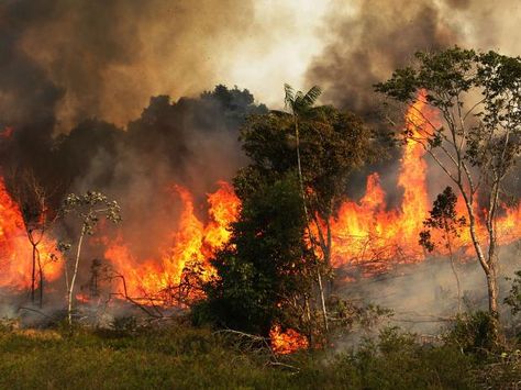 Brazil Rainforest, Amazon Deforestation, Amazon Forest, Indigenous Community, Amazon Rainforest, Save The World, Forest Fire, Tropical Rainforest, West Bengal