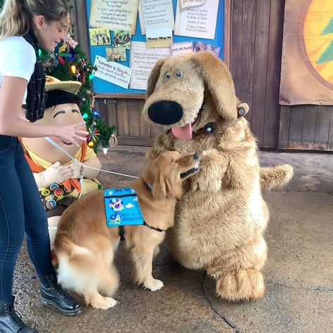 Dug The Dog, Service Dogs Gear, Working Dog, And I Love You, Assistance Dog, Dog Meet, Fall Dog, Best Puppies, Disney Dogs