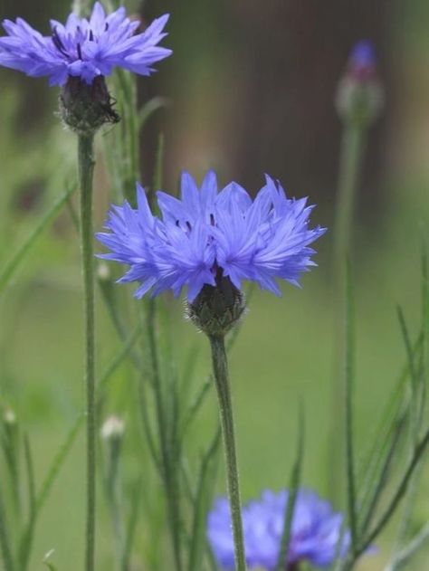 Blue Cornflower Flower Essence - Pacific Northwest Essences Pacific Northwest Flowers, Northwest Flowers, Bachelor Buttons, Blue Cornflower, Wildflower Garden, Flower Essences, Meadow Flowers, Wildflower Seeds, Wild Roses