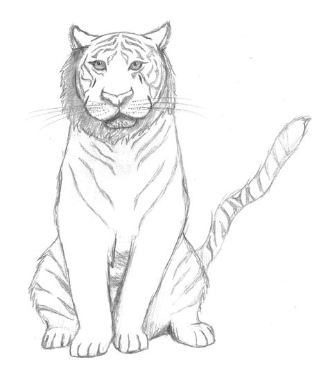 Paper draw tiger sitting sketch. Sitting Drawing Reference, Tiger Drawing Easy, Sitting Sketch, Draw Tiger, Tiger Sitting, Sitting Drawing, Chair Drawing, Tiger Drawing, Pet Tiger