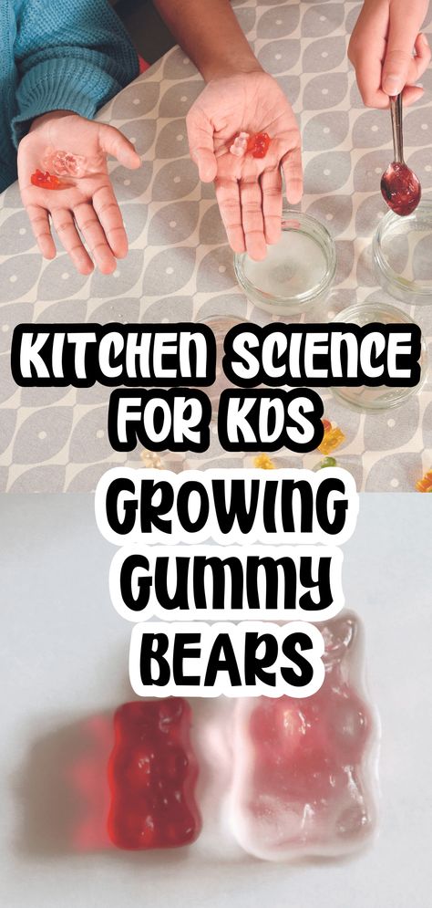 Growing Gummy Bears Kitchen Science Experiment for Kids - In The Playroom Gummy Bear Growth Experiment, Growing Gummy Bear Experiment, Gummy Bear Science Experiment, Gummy Bear Science Project, Prek Projects, Osmosis Experiment, Gummy Bear Experiment, Giant Gummy Bear, Kids Science Experiment