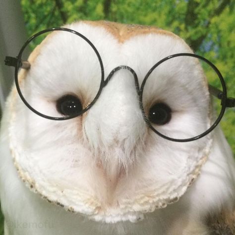 Funny Owls, Owl Pet, Owl Pictures, Owl Bird, Silly Animals, Baby Owls, Cute Animal Photos, Barn Owl, Cute Owl