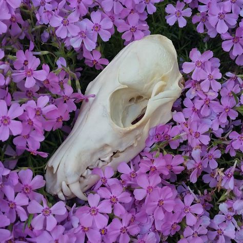 Red Fox Skull, Skulls Animal, Fox Skull Art, Fox Skeleton, Animal Skull, Painted Animal Skulls, Fox Skull, Goblincore Aesthetic, Ancient Magus Bride