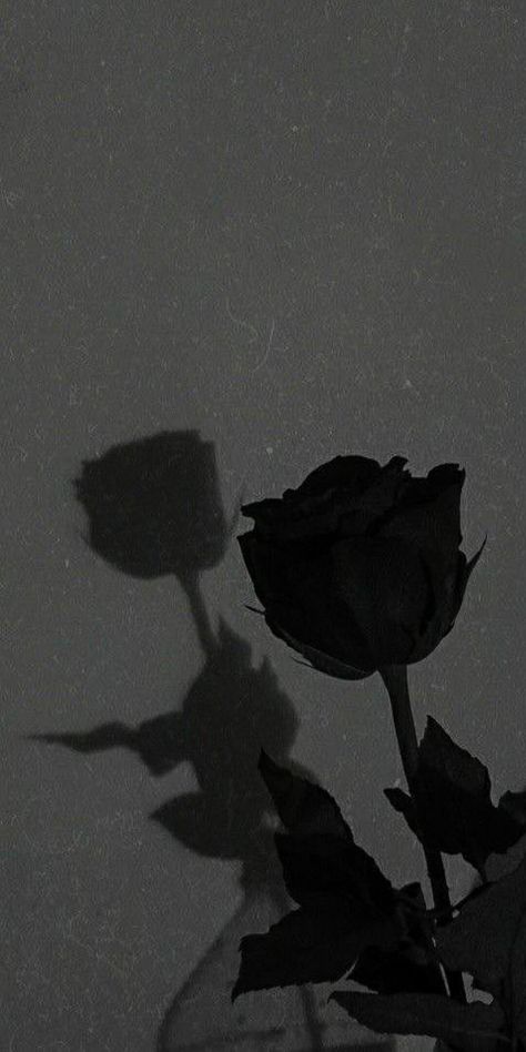 Black Roses Wallpaper, Black And White Roses, Pretty Wallpapers Tumblr, Vintage Flowers Wallpaper, Aesthetic Roses, Dark Flowers, Shadow Pictures, Black And White Background, Black And White Aesthetic