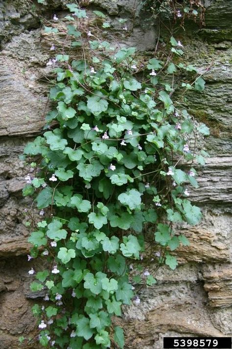 Kenilworth Ivy, Plant Guy, Michigan Garden, Rock Wall Gardens, Michigan Gardening, Ivy Flower, Ivy Plant, Rock Plants, Antique House