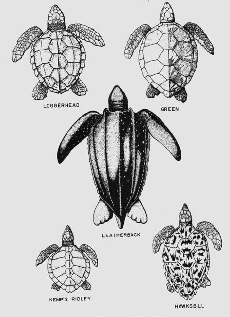 Types of sea turtles found in Florida  www.daniellesdives.com Green Turtle Tattoo, Green Sea Turtle Tattoo, Tropisches Tattoo, Turtle Stuff, Sea Turtle Tattoo, Loggerhead Sea Turtle, Turtle Tattoo Designs, Turtle Coloring Pages, Baby Sea Turtles