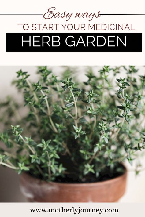 Herb Garden For Beginners, Plants Medicinal, Herbs Medicine, Garden For Beginners, Medicinal Herbs Garden, Herbs Garden, Medicinal Garden, Medical Herbs, Herb Gardens