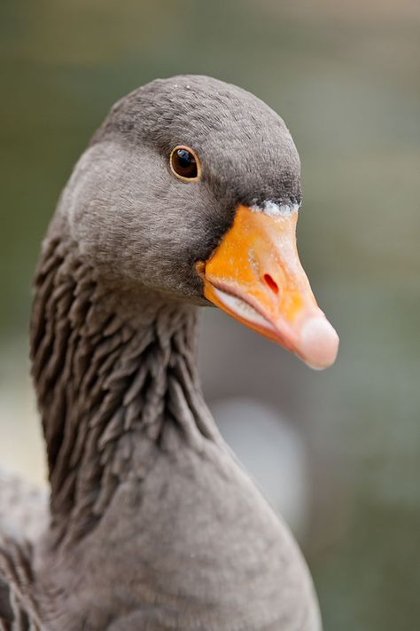 Graugans Goose Photo, Geese Photography, Greylag Goose, Geese Breeds, Goose Drawing, Duck Pictures, Grey Goose, White Goose, Pet Fox