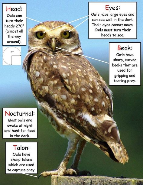 Owls Kindergarten, Owl Preschool, Owl Habitat, Owl Activities, Owl Babies, Owl Facts, Owl Pellets, Owl Moon, Literacy Games