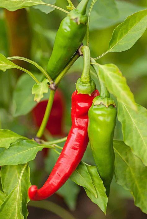 Scoville Heat Units: 60,000-100,000 SHUThe Diablo Grande comes from the same group that includes jalapenos, poblanos, cayenne, and Serrano peppers. The fruits of this chile start out yellow-green and ripen to red, with a narrow crescent-shape and somewhat thick flesh. They may be harvested while green or red. These peppers are delicious when used fresh, pickled, or cooked in dishes. Chili Pepper Plant, Types Of Chili Peppers, Growing Hot Pepper, Flat Belly Diet Plan, Chilli Plant, Stuffed Peppers Healthy, Serrano Pepper, Flat Belly Diet, Chile Pepper