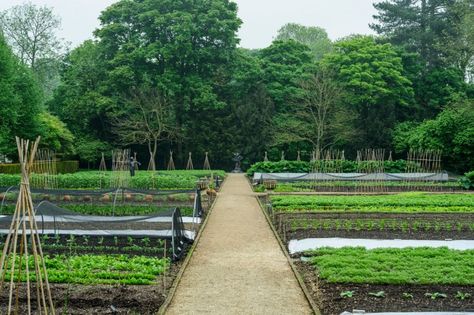 Beauty in straight lines, the productive plot made by head gardener Anne-Marie Owens at Le Manoir Aux Quat’ Saisons. Kitchen Gardens, Edible Gardens, Potager Garden, Market Garden, Rock Garden Landscaping, English Country Gardens, Veg Garden, Vegetable Garden Design, Edible Plants