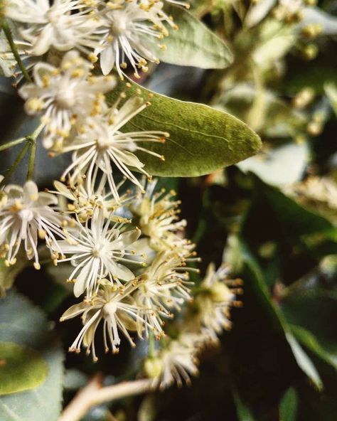 Linden Tea, Linden Flower, Digestive Aid, Linden Tree, Ice Tea, Medicinal Herbs, Heart Health, Stay Hydrated, Herbal Medicine