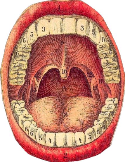 Clinic Aesthetic, Vintage Medical Art, Mouth Anatomy, Vintage Mannequin, Dental Art, Drawing Studies, Vintage Medical, Medical Art, For Scrapbook