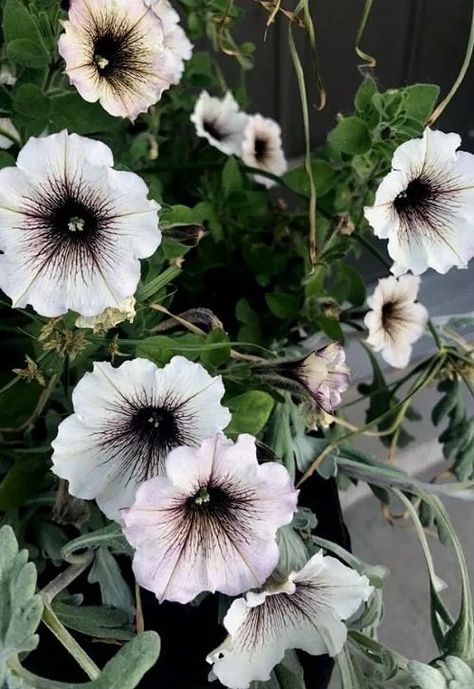 18 Beautiful Black and White Flowers | Balcony Garden Web Goth Garden Flowers, Black And White Garden Ideas, Black Petunias Combinations, Black Flower Garden, Black And White Plants, Black And White Garden, Spooky Garden, Halloween Plants, Black Petunias