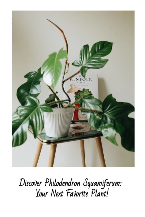 Philodendron Squamiferum, Plant Inspiration, Dark Green Color, House Plants Indoor, Dreams Come True, Care Tips, Green Color, Green Colors, House Plants