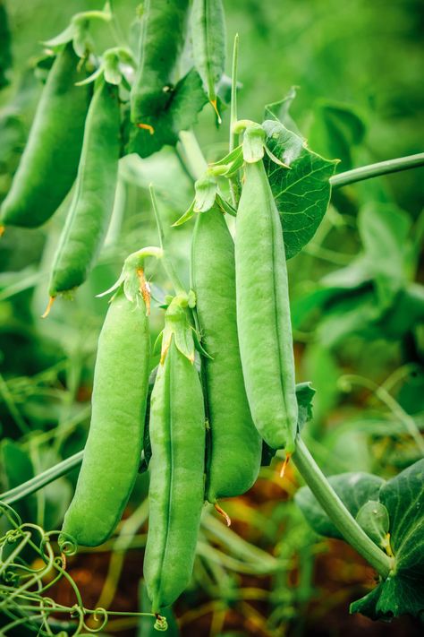 Growing Green Beans, Companion Planting Vegetables, Growing Peas, Fresh Peas, Pea Plant, List Of Vegetables, Gardening Projects, Growing Greens, Home Grown Vegetables