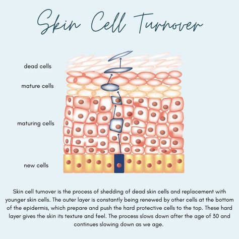 Skin cell turnover is the process of shedding of dead skin cells and replacement with younger cells. Skin Cell Turnover, Specialised Cells, Skin Advice, Younger Skin, Glow Up Tips, Glow Up?, Dead Skin, Skin Cells, The Process