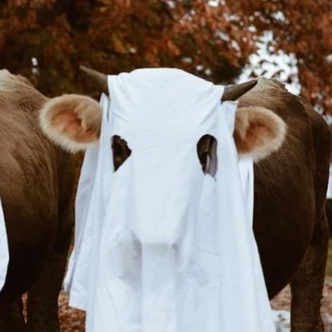 Baby Cow Aesthetic, Funny Cow Pictures, Cow Images, Cow Dress, Cow Photography, Cow Wallpaper, Western Photoshoot, Cow Photos