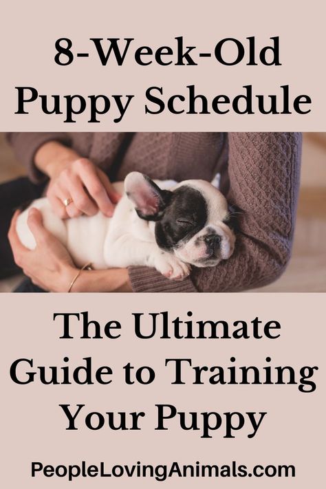 8 Week Old Puppy Schedule Puppy Leash Training, 8 Week Old Puppy, Leash Training Puppy, Feeding Puppy, Puppy Training Guide, Puppy Schedule, Puppy Feeding, Puppy Socialization, Training Puppy