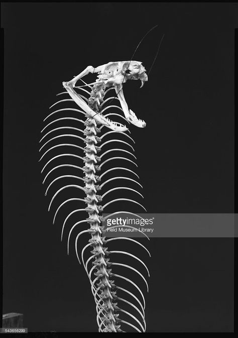 King Cobra Skeleton, Cobra Skeleton Tattoo, Cobra Skeleton, Articulated Skeleton, Snake Bones, King Cobra Snake, Snake Skeleton, Skull Anatomy, Skull Reference