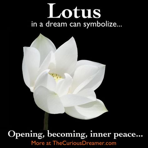 Lotus Quotes, Dreams Interpretation, Dream Facts, Dream Analysis, Dictionary Meaning, Facts About Dreams, Understanding Dreams, Enter Sandman, Dream Meaning