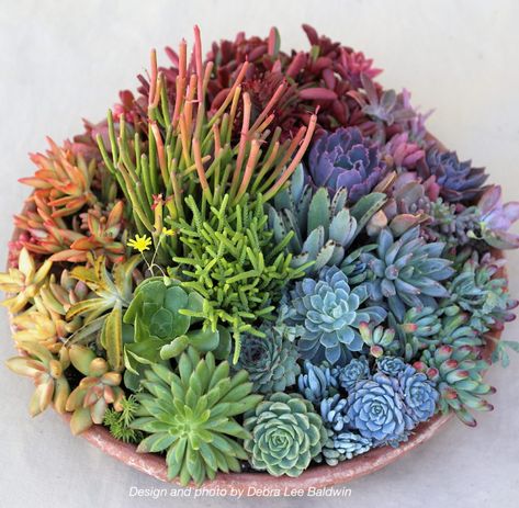 I'm proud and pleased to announce that the winter issue (now shipping) of Garden Design, the premier magazine about the aesthetics of gardening, features my 'Stunning Succulent Arrangements' online class and includes a photo of one of its seven projects---the Succulent Color Wheel.* For the color wheel, you'll need a large pot saucer and about six plants in 4-inch pots for each pie-shaped section. Succulents come in all colors, so have fun selecting them at your local garden... Rainbow Succulent, Desk Garden, Planter Designs, Succulent Garden Landscape, Succulent Bowls, Succulent Landscape Design, Ideas Decoracion, Succulent Garden Design, Succulent Landscaping