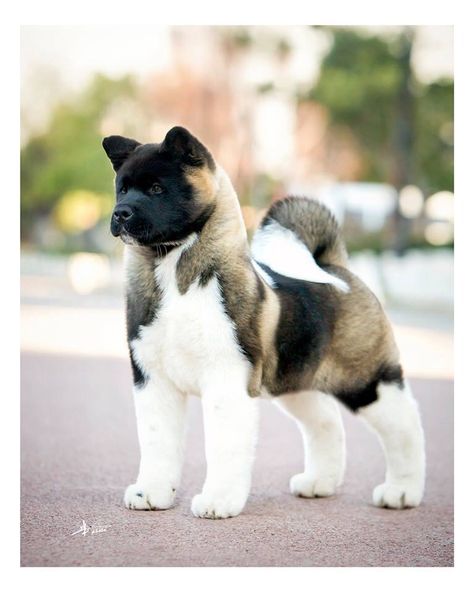 Think I may have more chance persuading the other half to get an Akita... Just gorgeous! Akita Puppies, Akita Dog, 웃긴 사진, Shiba Inu, Beautiful Dogs, Big Dogs, 귀여운 동물, Border Collie, Dog Pictures